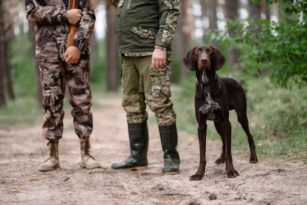 Puntero de alerta de caza de perros con cazadores en el bosque. — Foto de Stock