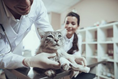 Erkek veteriner klinikte kedi pençesi sargılıyor.. 