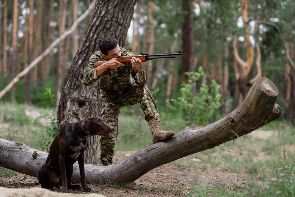 Hunter Apuntando en Bosque Perro puntero concentrado. — Foto de Stock