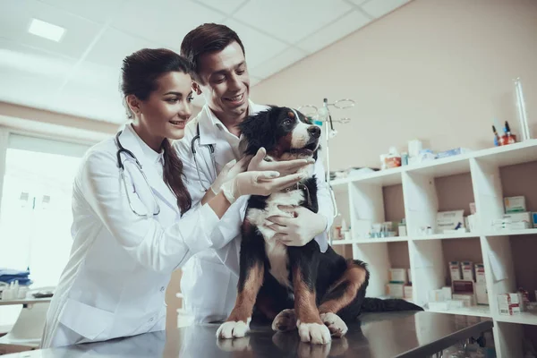 Dois veterinários alegres examinam o cachorro. — Fotografia de Stock