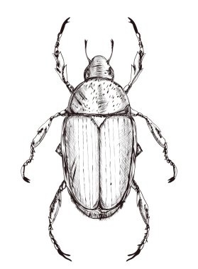 Anahat Japon böceği beyaz arka plan üzerinde izole. beyaz üzerine siyah. Kuluçka roug