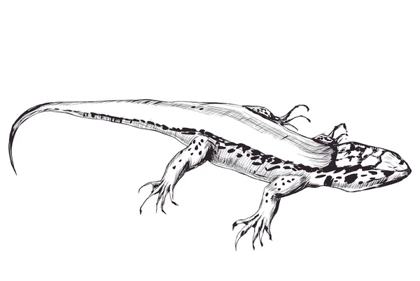 Contour Lézard Isolé Sur Fond Blanc Graphique Stylisé Illustration Vectorielle — Image vectorielle