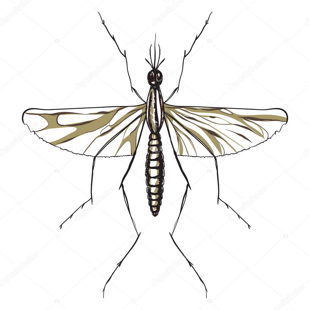 mosquito close-up isolated on white background. vector illustration