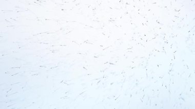 Uzaydaki parçacıkların hareketi. Beyaz arkaplanda soyut sperm hücreleri