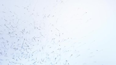 Uzaydaki parçacıkların hareketi. Beyaz arkaplanda soyut sperm hücreleri