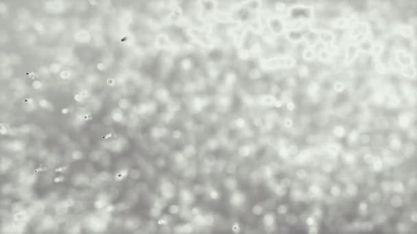 Monochrome Background Approaching Particles Dissolve Space — Wideo stockowe