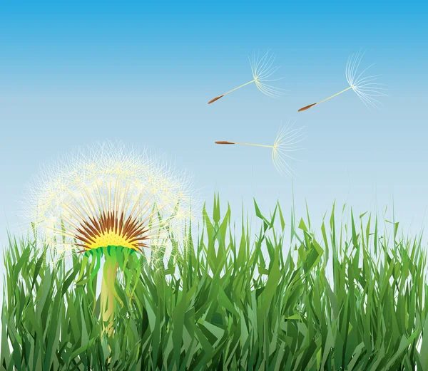 Dandelion in the grass — Stock Vector