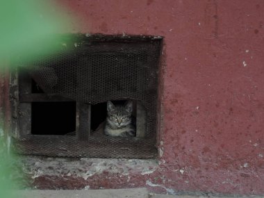 Şehirde evsiz kedi yavruları var.