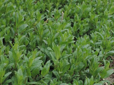 Bahçedeki mentha piperita çiftliği, nane.