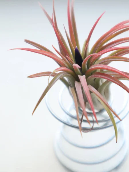 Tillandsia Air Plant Initial Blossom Blooming Process — Stock Photo, Image