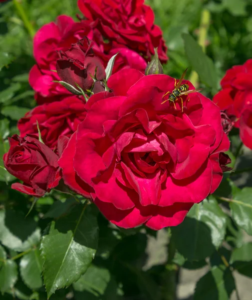 Rosas vermelhas do jardim com uma vespa — Fotografia de Stock