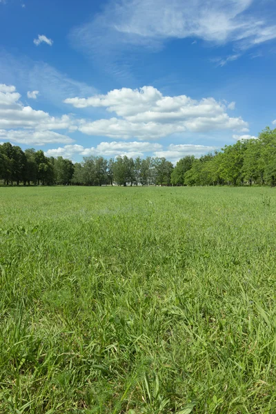 Пейзаж з блакитним небом і зеленою травою — стокове фото