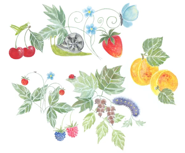 Summer berries and fruits, watercolor — Stock Photo, Image