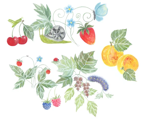 Letní plody a ovoce, akvarel — Stock fotografie