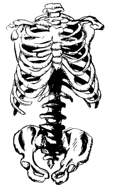 Handgetekend bekken en rib — Stockvector