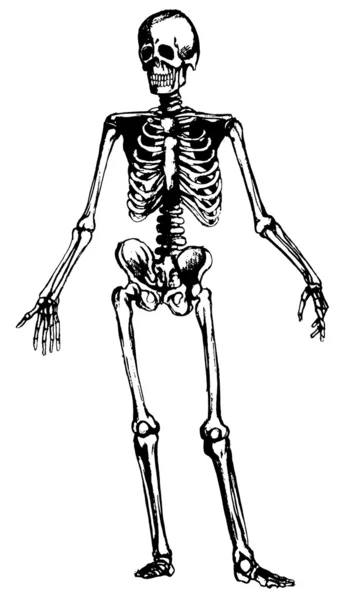 Ręcznie rysowane szkielet — Wektor stockowy