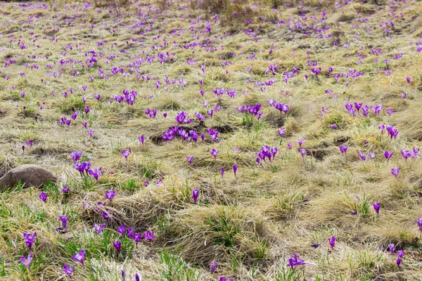 Pendiente de montaña con azafranes vernus entre la hierba marchita —  Fotos de Stock