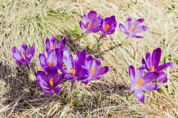 Several crocus vernus against the backdrop of dry grass — Stock Photo, Image