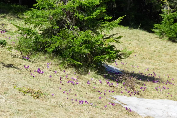 Meadow with crocuses vernus on a hillside in the woods — Stock Photo, Image