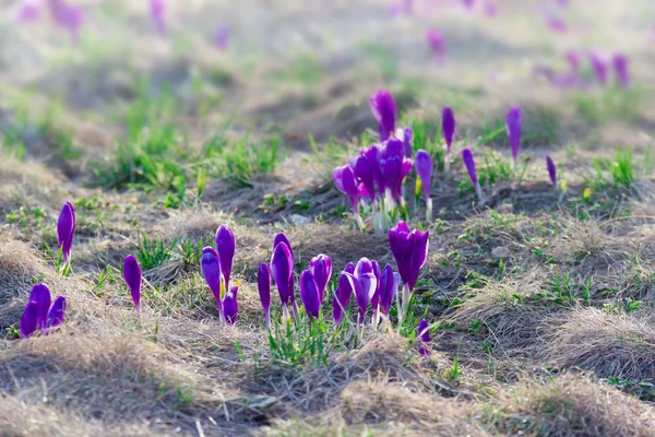 Berg-slutta med krokusar vernus bland de visset gräset — Stockfoto