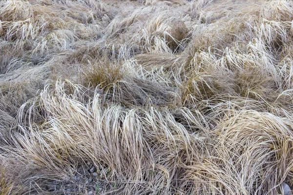 Achtergrond van droog gras op de heuvel — Stockfoto