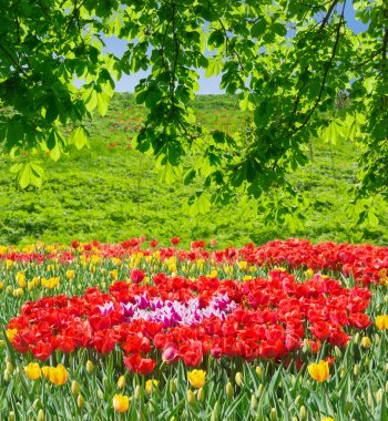 Varicoloured Lale da kestane ağacının dalları altında