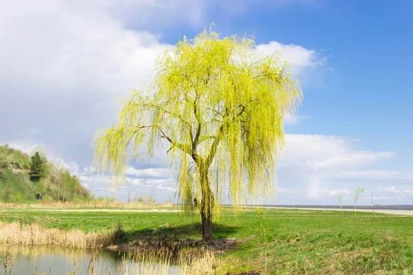 Solitary willow på stranden av en sjö — Stockfoto