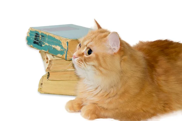 스택 배경에 빨간 고양이 오래 된 책 — 스톡 사진