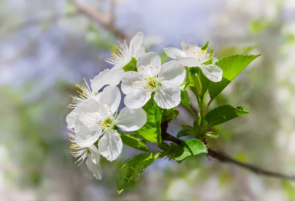 Flowering branche of cherry on a blurred background — Stock Photo, Image