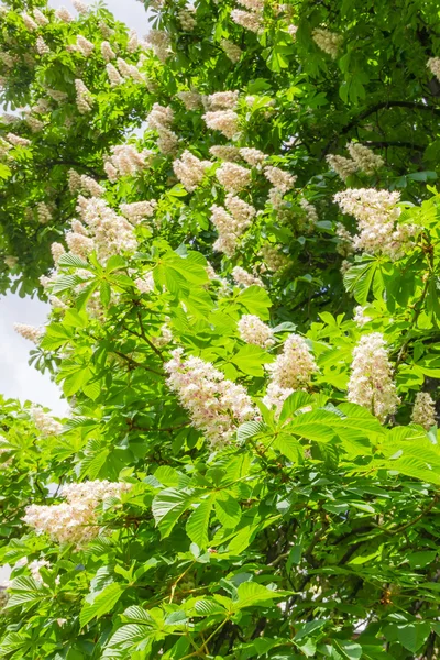 Çiçek açan at kestanesi çiçekli dalları 