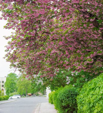Çiçeklenme döneminde bir şehir sokak üzerinde kirazlar