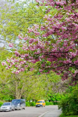Çiçeklenme döneminde bir şehir sokak üzerinde kirazlar