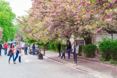 Uzhgorod, Ukrayna - 17 Nisan 2016: İnsanlar kiraz çiçekleri fonunda fotoğraflandı