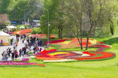 Kiev, Ukrayna - 23 Nisan 2016: Çiçek yatak, Lale Sergisi çok renkli Lale