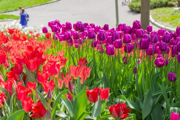 Kiev, Ucraina - 23 aprile 2016: Tulipani rossi e viola su aiuola su mostra di tulipani — Foto Stock