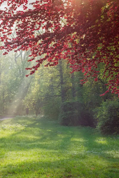 Glade en el parque iluminado por rayos de sol a través de los árboles —  Fotos de Stock