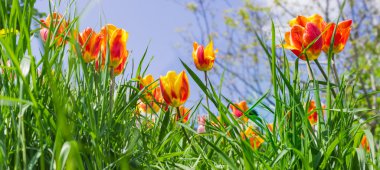 Çim closeup arasında birkaç kırmızı ve Sarı Lale