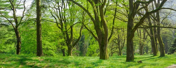 Panorama del vecchio parco in primavera mattina — Foto Stock