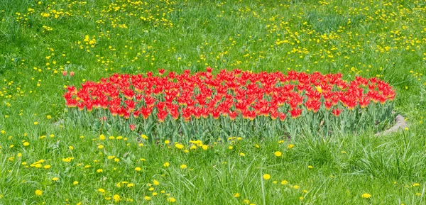 Tulipanes rojos en medio de una hierba y dientes de león — Foto de Stock