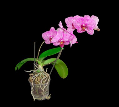 Koyu arka plan üzerinde bir çiçek tencerede çiçek açan phalaenopsis orkide