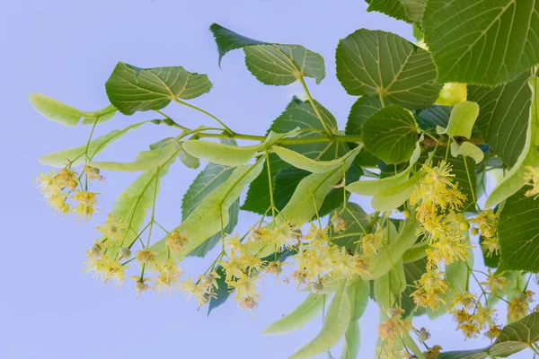 青空花菩提樹の枝 — ストック写真