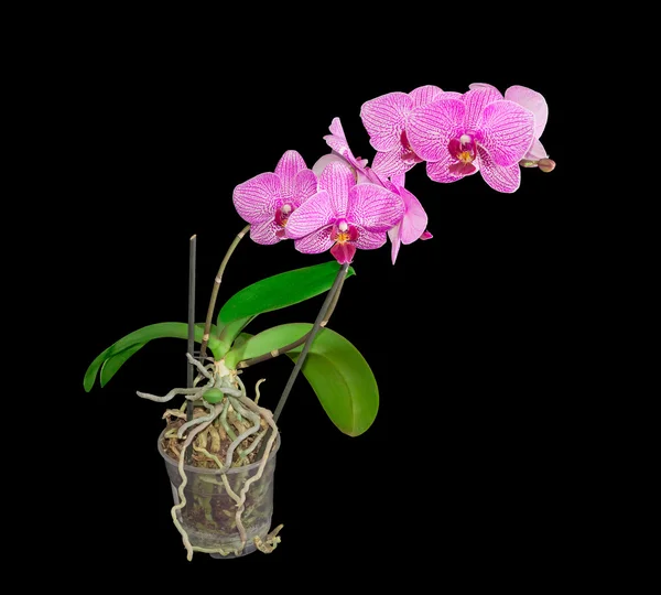 Koyu arka plan üzerinde bir çiçek tencerede çiçek açan phalaenopsis orkide — Stok fotoğraf