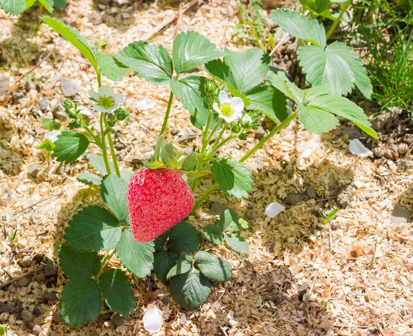 Trädgårds-strawberry växt med blommor och mogen frukt — Stockfoto