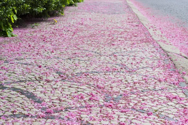 Pavement of cobblestones strewn with fallen petals of cherry blo — Stock Photo, Image