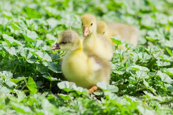 Varios goslings de gansos domésticos sobre un fondo de hierba —  Fotos de Stock