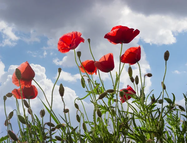 Poppy flower — Stock Photo © volokhatiuk #5463763