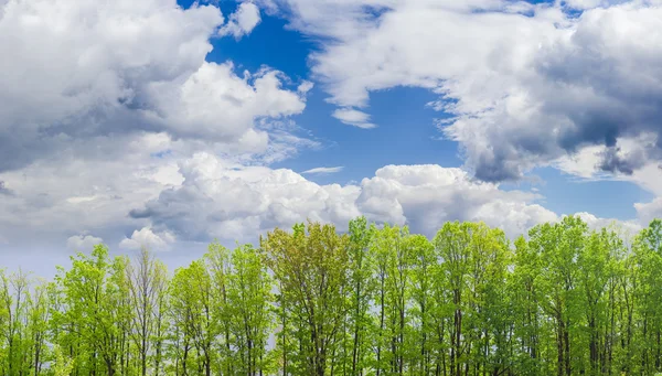 Árboles caducos contra el cielo con nubes día de primavera — Foto de Stock