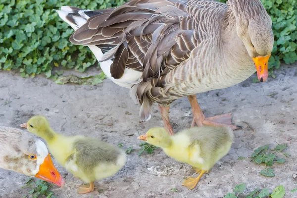 Gansos domésticos em um fundo de grama — Fotografia de Stock