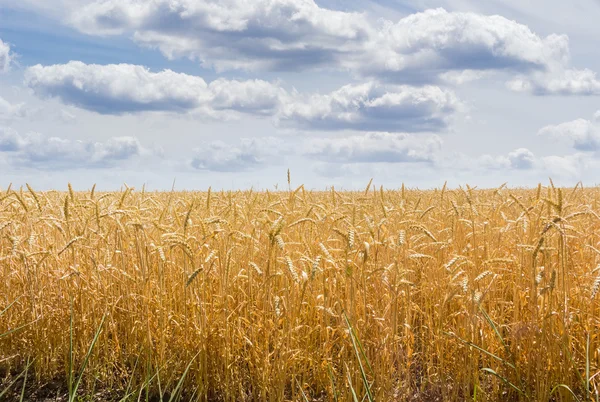 Campo de trigo contra o céu com nuvens — Fotografia de Stock