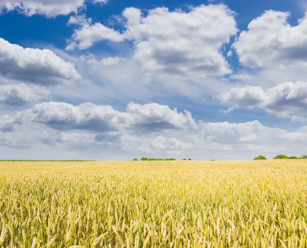 Campo de trigo maduro contra el cielo con nubes — Foto de Stock